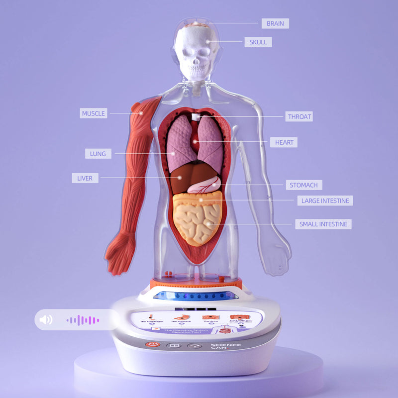 My Body Voice Pedia | Interactive Anatomy Learning for Kids