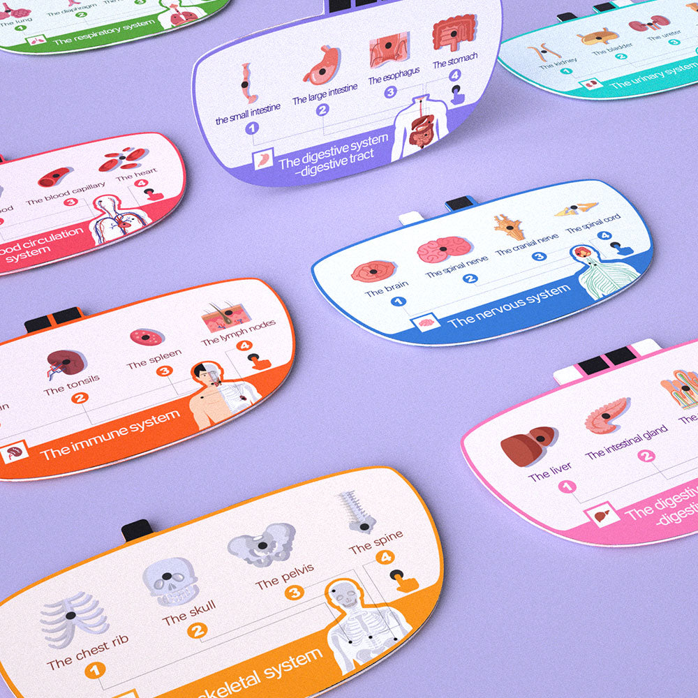 My Body Voice Pedia | Interactive Anatomy Learning for Kids - 4 Double-sided Information Cards