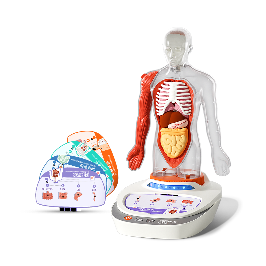 Interactive Human Body Model for Kids | STEM Anatomy Toy